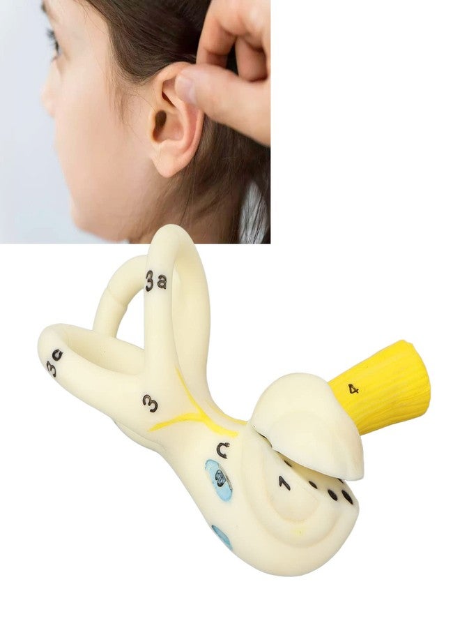 ANGGREK Ear Semicircular Canal Model, ANGGREK Ear Semicircular Canal Anatomical Magnification Ear Internal Structure Model Inner Ear Cochlea Model - Image 3